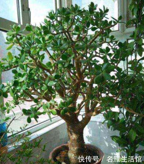 客厅见树,家业稳固!适合客厅养的五种树,大气美观,幸福感倍增