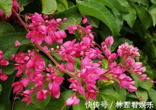 阳台养花，不妨养这款植物，花期长又好养，沾土就活