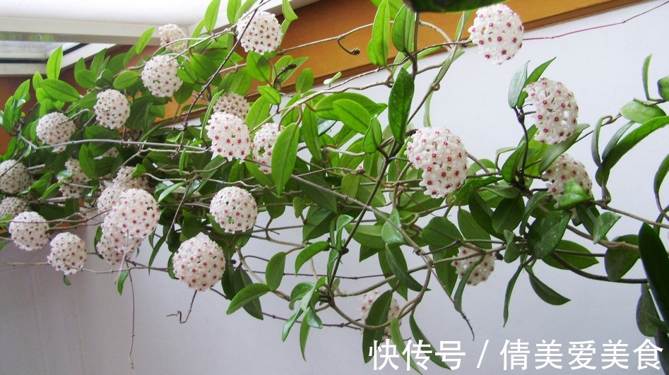 没有院子,受限于盆栽就养情人球兰,照顾到3点,花期长、香味浓