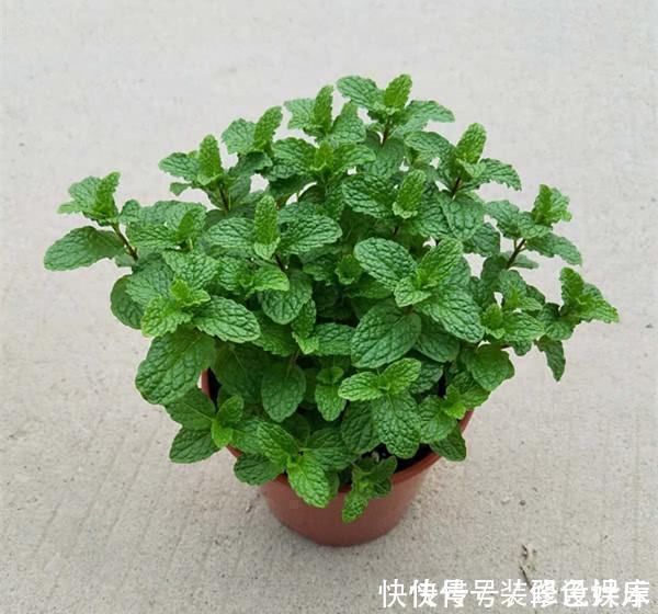 种花|卫生间没窗户?养此4种花,耐阴好活,关键:除臭、杀菌,空气好