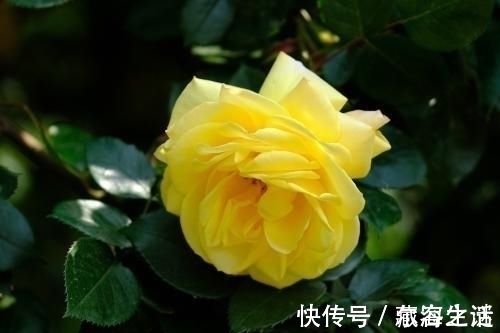 陌越|恭喜!2021年运势枯木逢春,财运爆发,喜事成堆的3生肖!