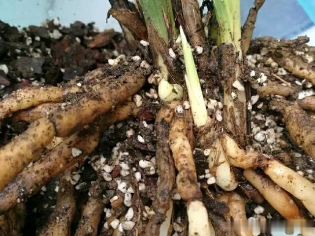 兰花“烂根”了,就用这“4步”,轻松解决,新根长不停!