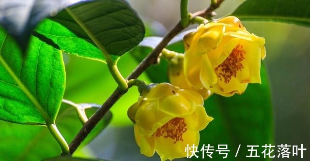 此花是“植物大熊猫”,色艳又浓香,营养丰富,适合居家养植!