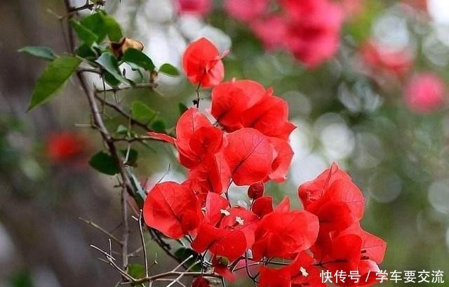 三角梅不耐寒,提前做好“三动作”,室外冻一冻,开出层叠群花!