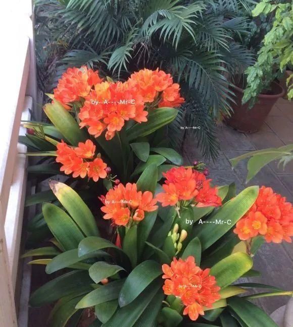 一棵长寿的花，124个花箭，开花，锅盖打开的方法