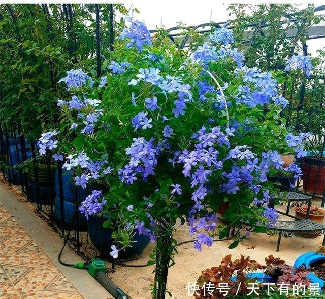 超长待机的3种花,一年开三季,好看又霸气,春天养一盆,刚刚好