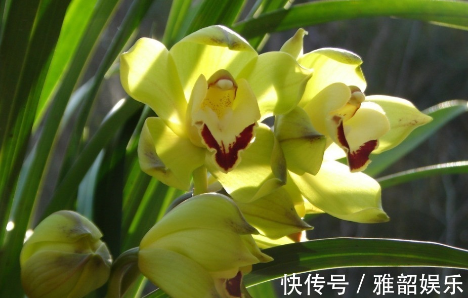 兰花|兰花叶子枯黄,根系腐烂先别仍用1招能拯救,新根新芽生长快