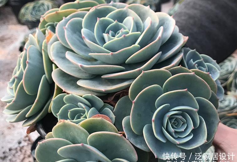 多肉|想给多肉玉蝶摘心?养护方向跑偏了,先将它养活还愁它不爆盆?