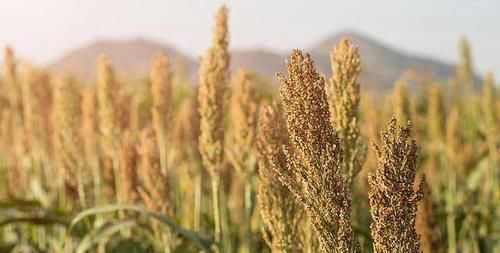 发作|胃不好的人，这些食物尽量别吃，别到胃病发作时才知道