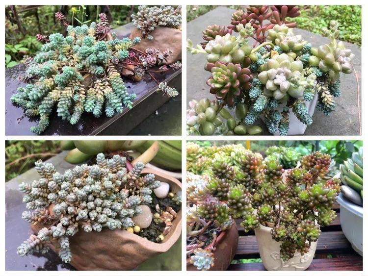 养多肉会上瘾,3年养了500多盆,既美化了环境又愉悦了心境!