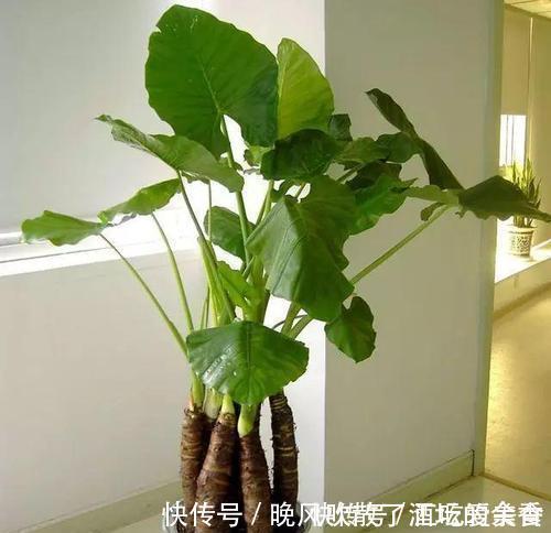 植物|家里万万不要养这几种花,好多人不听劝,难怪身体会越住越差