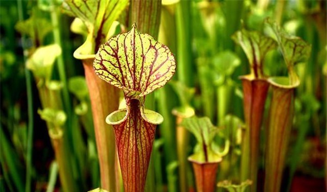 新手养花，适合养一盆“阳台精品”瓶子草，美丽妖艳，美妙动人