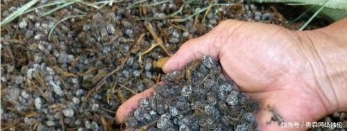 方法|兰花盆土加点“万能肥料”,用对方法,可能真的10年不需要施肥