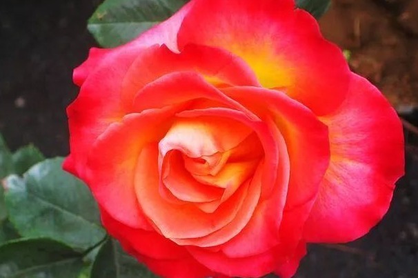 细数花期超长的六种花卉，养护好就比“往年”开花多得多，美醉了