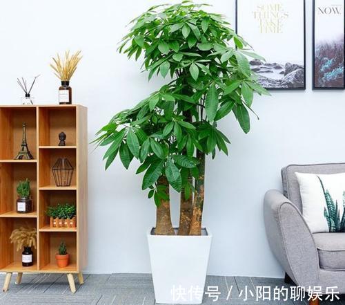 新手浇水过多,容易被淹死的几款花卉绿植,你家养了几种