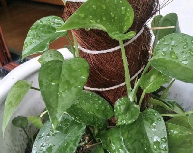 秋天|胡大姐养绿萝,秋天用3招“治理”,叶子变大“1倍”,窜到1米长