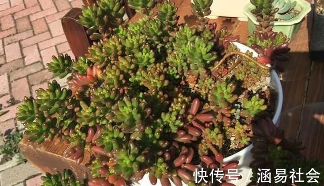 黑法师|3种多肉,天热少浇水,养护成“老桩”,欣赏价值高