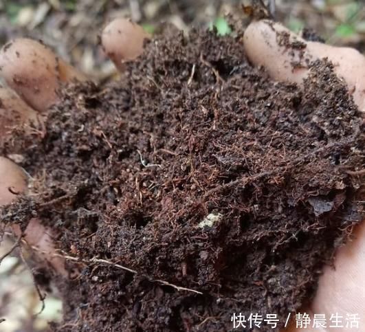 黄泥土|黄泥茉莉花，换盆就用“这种土”，不花钱养分足，每次开花都爆盆