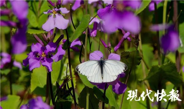 中年|“紫霞仙子”踏春而来，南理工二月兰花海美如画