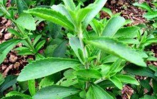 低热量|山中一种“野草”,叶子甜腻腻,低热量、不发胖,你们吃过吗?