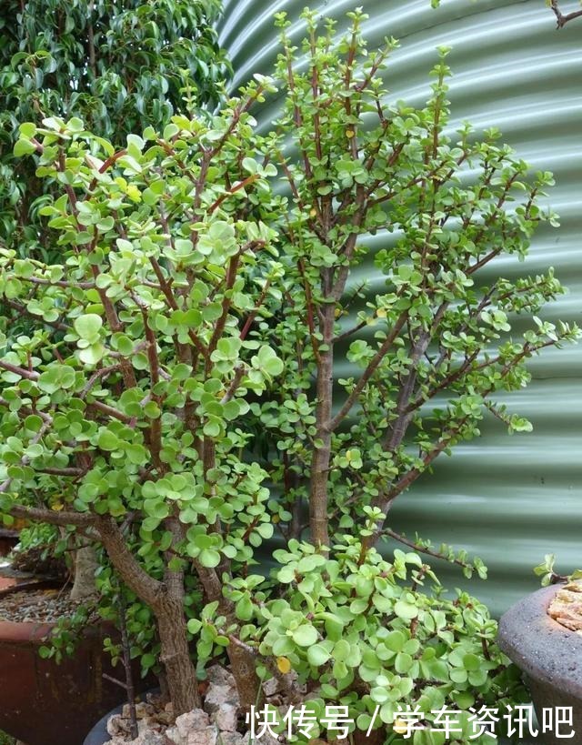 通过修剪和蟠扎,将金枝玉叶养成盆景,这几个基本的技巧要学好了!