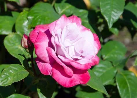 颜值|3种花颜值超高,花型美丽,香气浓郁,四季勤开花,盆栽也可以