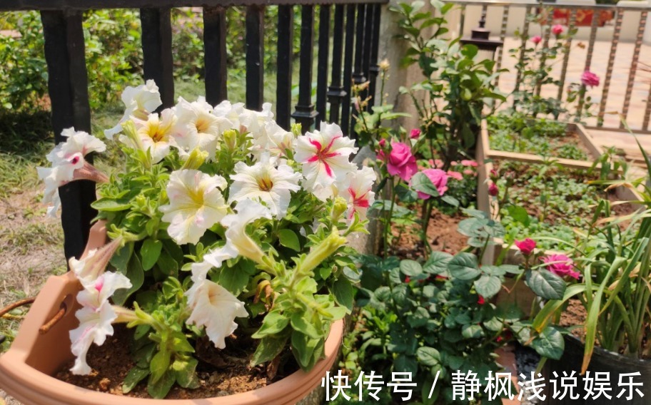 养花最“坑人”的妙招,老花匠都不敢用,养花新手一定别尝试