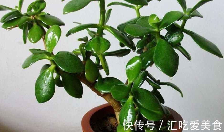 老花农养玉树20年,只做对5点,枝干粗壮,每年都开花