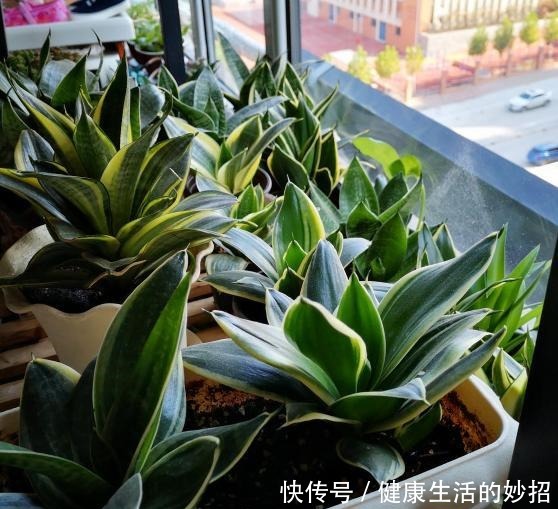 虎皮兰有“四怕”,养它一定要避开,笋芽出的多,开花特别香!