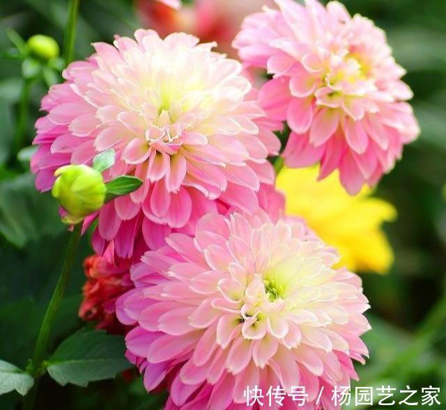 芍药|6种漂亮花,花比拳头大,家里养一棵,富贵自然来