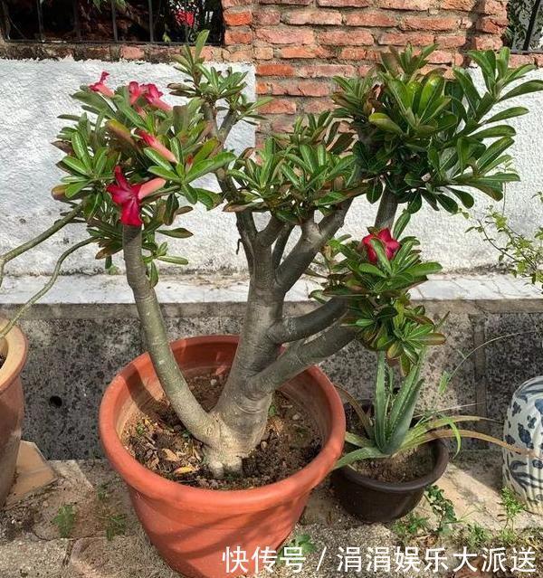 夏季养殖蟹爪兰、沙漠玫瑰、仙客来、君子兰,少浇水反而长得好