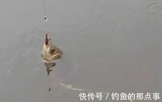 用红虫钓鱼怎么调漂?注意四个点