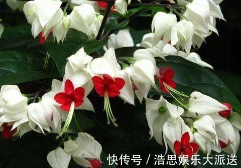 迷人|喜欢三角梅,不如养珍稀的柠檬黄三角梅,花开优雅迷人好养活