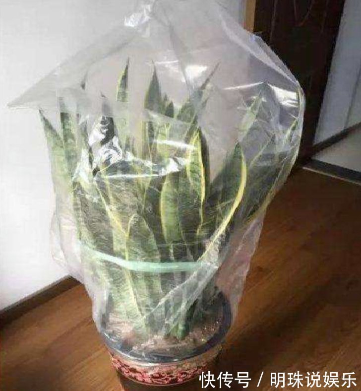 花花|被当成垃圾的塑料袋,其实是个“宝”,用来养花效果好