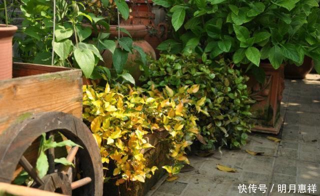 100㎡屋顶打造“花园露台”,网友直呼太壮观了,仿似人间仙境