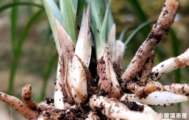 兰花快速生根的方法,不必高价买植料,15天就能出新根
