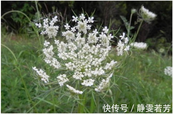 癣症|皮肤瘙痒癣症的克星,竟然是农村最常见的一种野草