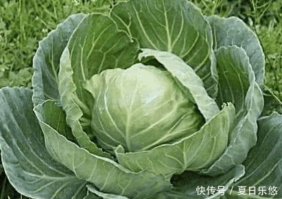 植物纤维|一便秘就用开塞露？别傻了，经常吃点“它”，润肠通便更健康！