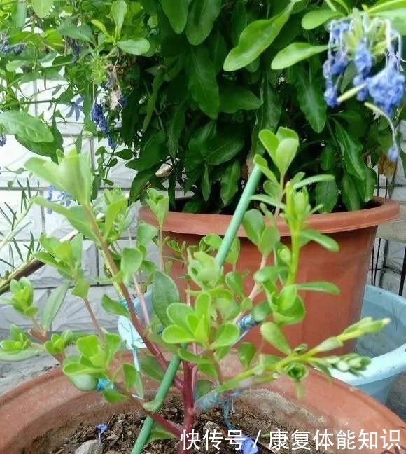 养太阳花,绑1根竹签再修剪,长成开花多、惊艳独特的老桩!