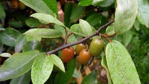 农民|农村一种野果子,农民当水果吃,却不知道它是止咳润肺的一大良药