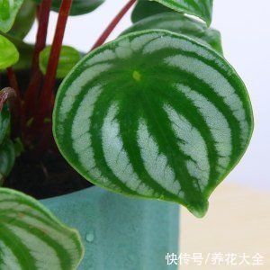 这种植物憨态可掬，耐阴又好养，像是一盆“小西瓜”