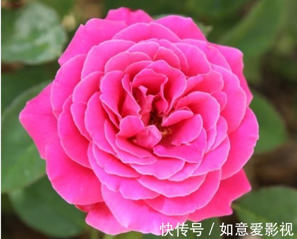 名菊|喜欢菊花，就养这几盆“珍稀名菊”，明亮夺目，极为浓艳！