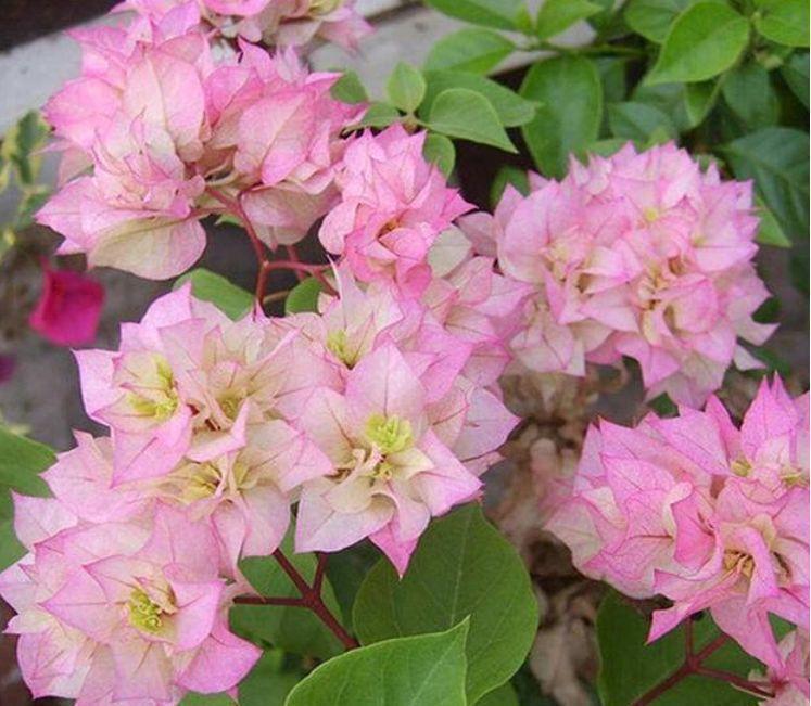 几款小花养家里,开花幽香暗淡,花型圆滚惹人爱,入手不亏