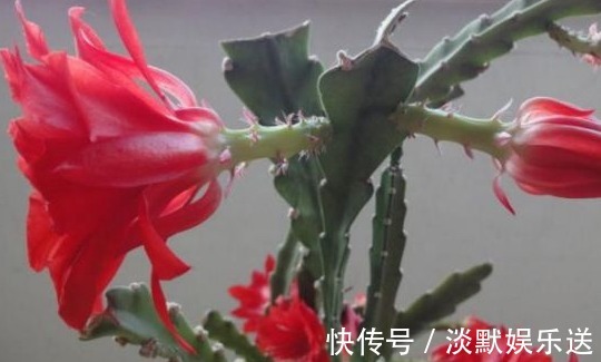 浇水|它漂亮的像荷花,但一片叶子插土里就活,比绿萝还好养