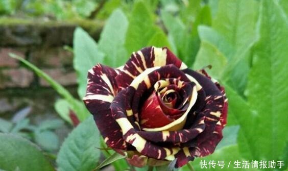 好特别的“1种花”,很多人都说“头回见”,你见过!