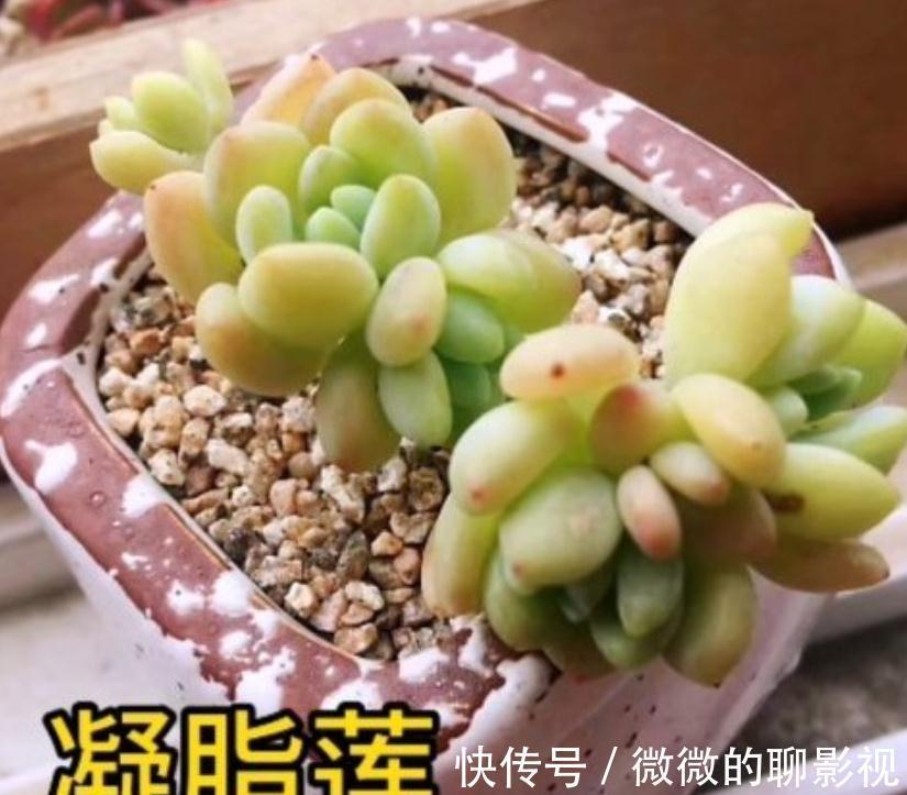 闻香识女人,大家闻过多肉淡淡的的香味吗?