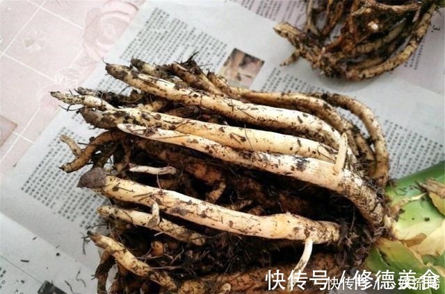 独苗|给君子兰“喂点它”，7天猛窜白根，独苗变群兰，花大压弯枝！