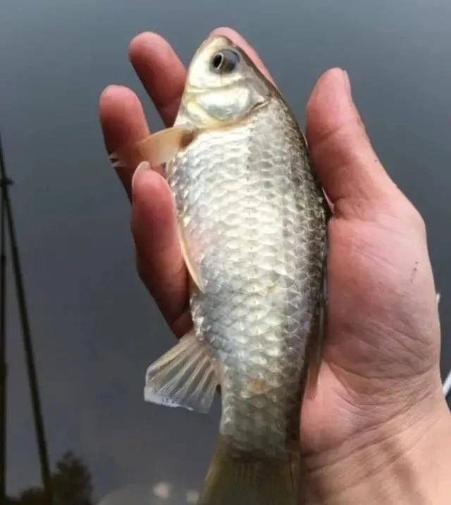 在饵料中加点“这个”,连杆大板鲫很轻松,一般人我不告诉他!