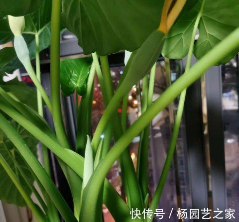 散尾葵|夏天多养大叶子植物,高端又漂亮,大热天也凉快