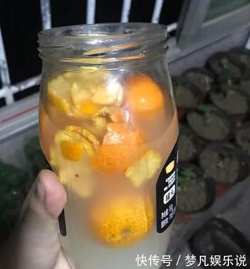 淘米水、啤酒、牛奶浇花,有什么忌讳?弄懂这些变成养花的宝贝